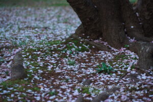 落桜―fallen leaves―